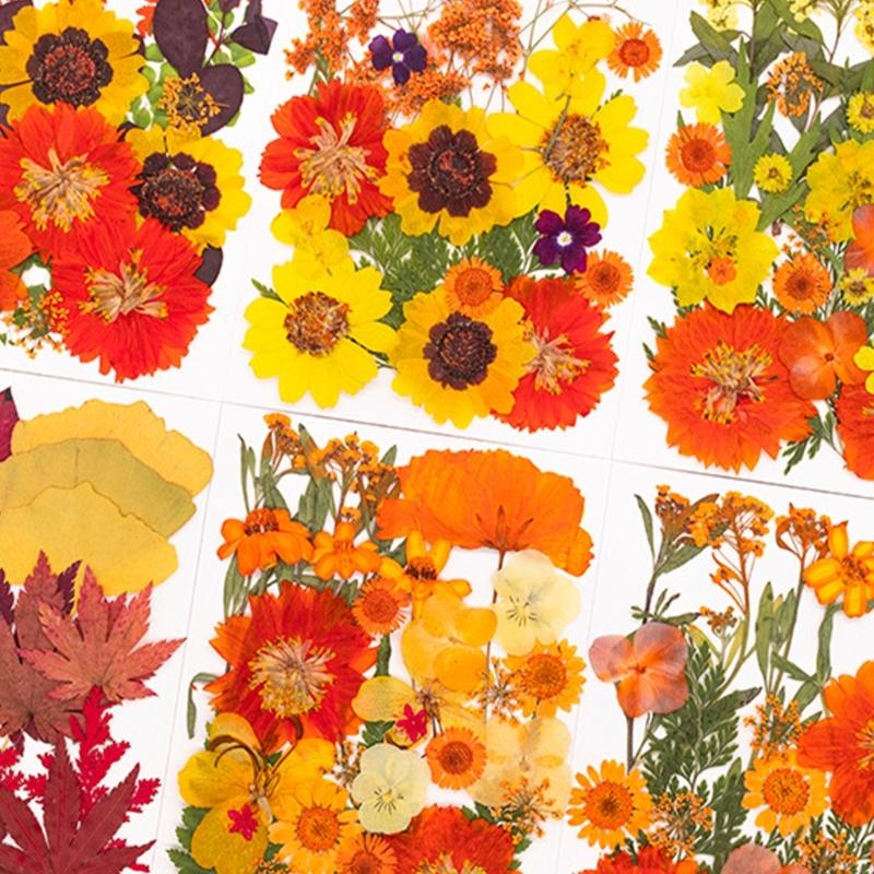 Natural Pressed Dried Flower F - Resin Craft Ideas ulasan dan harga