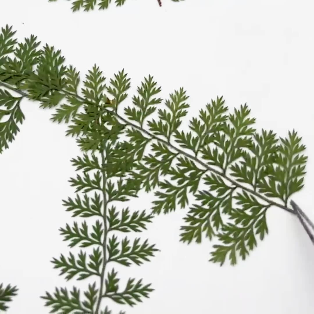 100Pcs Natural Rain Fern Leaf  - Resin Craft Ideas ulasan dan harga
