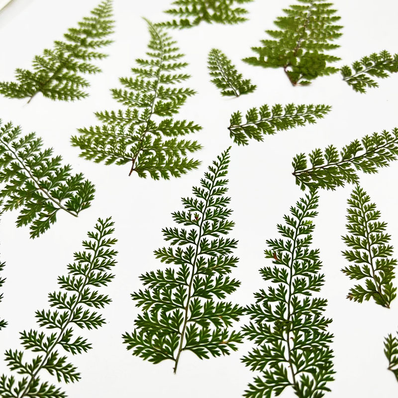 100Pcs Natural Rain Fern Leaf  - Resin Craft Ideas ulasan dan harga