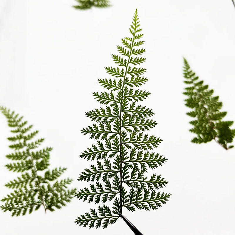 100Pcs Natural Rain Fern Leaf  - Resin Craft Ideas ulasan dan harga